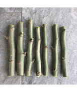 AWS Three Organic Fresh Moringa Oleifera (3) 6&quot; Cuttings Free Shipping! ... - £17.52 GBP