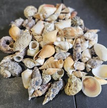 1 lb Bag of Mixed Seashells – 100+ Indian Ocean Craft Shells 1-3&quot; Coasta... - $262.10 MXN