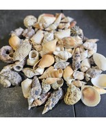 1 lb Bag of Mixed Seashells – 100+ Indian Ocean Craft Shells 1-3&quot; Coasta... - $19.51 CAD