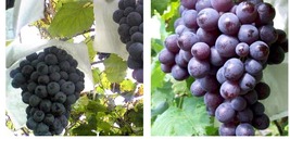 Muscat Hamburg grape cuttings 5pcs Yard, Garden & Outdoor Living - $51.99