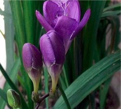 NEW 20PCS Freesia Flower Seeds Purple Flowers - £5.85 GBP
