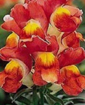30 Pc Seeds Antirrhinum Montego Orange Bi-Color Dwaf Snapdragon Flower Plant |RK - £11.53 GBP