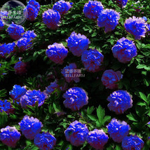 Peony Dark Blue Climbing Flower Seeds 5 Seeds Pack Big Blooms Flowers Plants Gar - $11.95