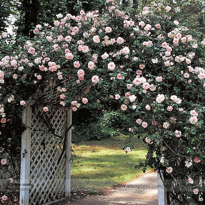 50 Seeds Dawn White Pink Climbing Rose Plant Flower Light Fragrant Attra... - $3.30