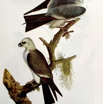 Mississippi Kite Bird Lithograph 1950 Audubon Antique Art Print DWP6C - £23.59 GBP
