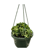 Hoya Rope Plant-6&quot; Pot / White Cyclinder - $2,385.31 MXN