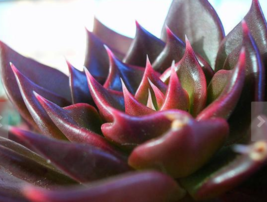 10 Echeveria Affinis Black Seeds Garden USA Shipping - $8.49