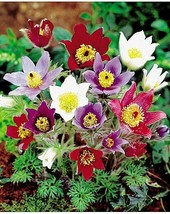 ¡Nuevo! 20 + Pulsatilla Pulsatilla Semillas De Flor Mezcla  SG - £11.63 GBP