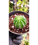 White Easter Lily Cactus, Echinopsis Subdenudata, 4&quot; Plant, Well Rooted,... - $133.08 MXN