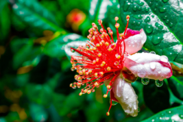 10 Dwarf Pineapple Guava tree {Feijoa sellowiana} seeds Free U.S. Shipping - £3.98 GBP