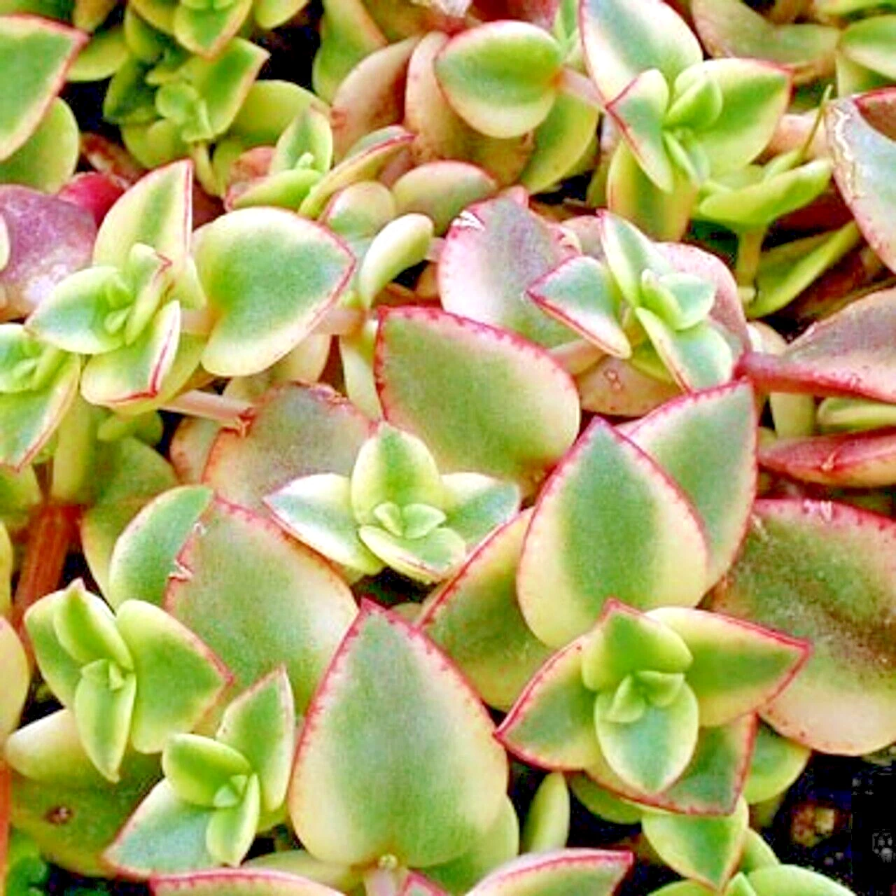 Succulent Crassula Perforata Variegated String of Buttons 2 Live 1&quot; Plant  - $437.83 MXN