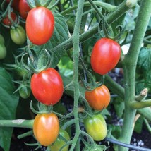 Seeds USA Seller Principe Borghese Cherry Tomato Seeds - £5.36 GBP