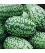 LKS Cucamelon Seeds 30 Seeds Grow This Exotic And Fruit Mouse Melo Home ... - $399.51 MXN