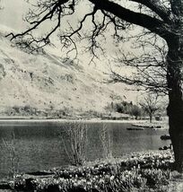 Daffodils At Ullswater 1943 Wordsworth Literary England Photo Print DWW5B - $236.63 MXN