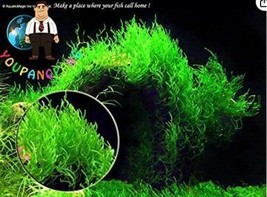 SL 200Pcs Moss Live Aquatic Plants Aquarium Water Grass Bonsai Flower Landscape  - £4.36 GBP