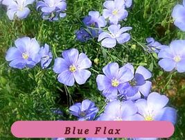 Blue Flax 100 Fresh Seeds Top Quality - $2.30