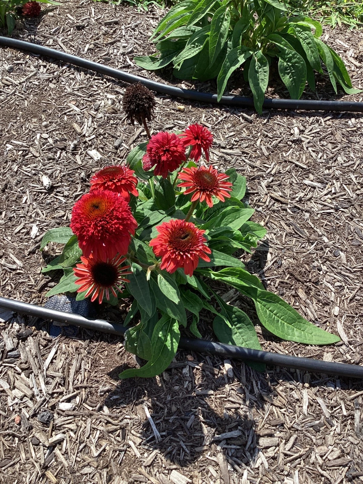 Echinacea &#39;DOUBLE SCOOP RASPBERRY DELUXE&#39; - Coneflower - Starter Plant -... - $25.35
