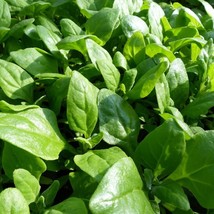 3 Zealand Spinach Seeds Heirloom Spinach 25 Thru 100 Seeds Fresh Garden - $14.25