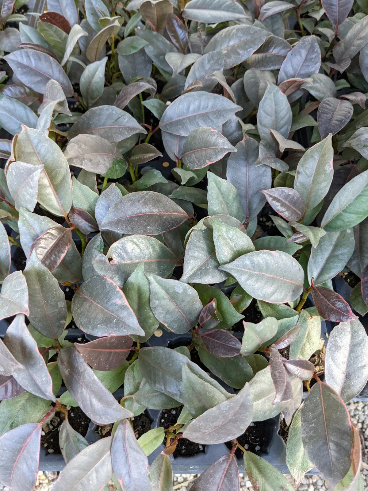 LIVE Ruby Ficus Elastica Starter Plant - $33.79
