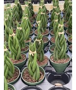 Braided African Spear Plant, Cylindrical Snake Plant, Spear sansevieria,... - $18.49