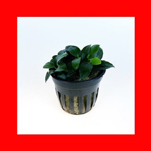 ANUBIAS NANA PETITE 1 POT- Live Plants SUPER PRICE!!! FAST SHIPPING !!!!! - £7.03 GBP