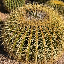 Golden Barrel Cactus Plant Seeds - £6.40 GBP