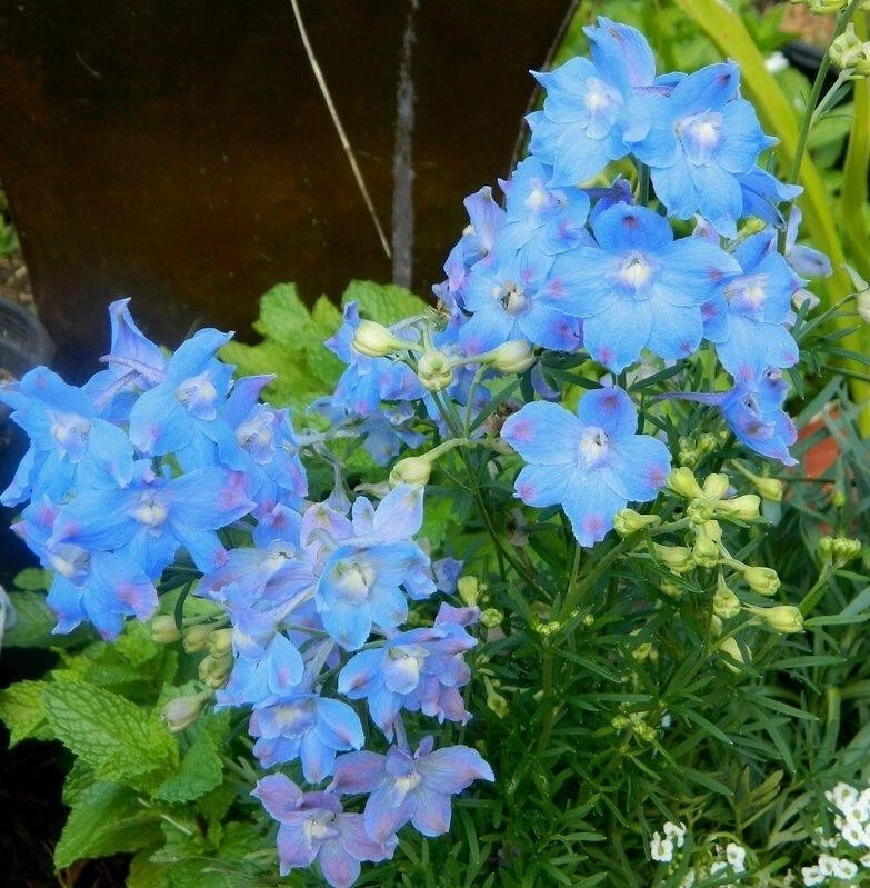 50+ Larkspur &#39;Light Blue Butterfly&#39; Seeds Delphinium Butterfly Series - $147.87 MXN
