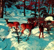 Deer on the Alert Generic Greetings From Dupont PA Chrome Postcard UNP Unused - £3.06 GBP