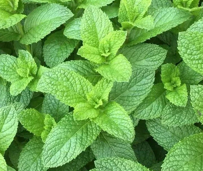 Mint Seeds 500++ spearmint seeds, Mentha spicata,herb NON GMO Heirloom S... - €3,90 EUR