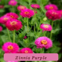 7515 zinnia purple pop thumb200