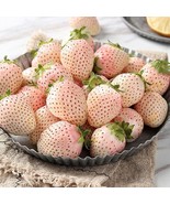 White Strawberry 100+Seeds Pineberry Hula berry Alpine berry Container G... - £8.41 GBP