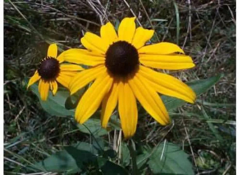 100 SEEDS BLACK EYED SUSAN - $5.52