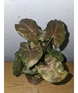 Syngonium Maria Live Plant In 4 Inch Pot Bronze Arrowhead Plant Fresh Ga... - €18,18 EUR