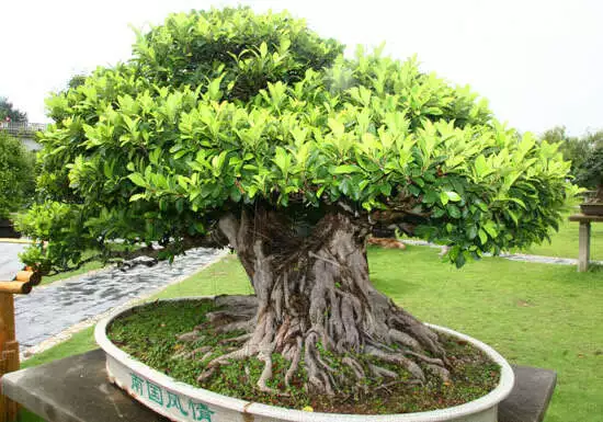 Ficus Benghalensis Tree 100+ Seeds Banyan Bengal Fig East Indian Fig Bonsai - $9.06