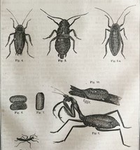 Praying Mantis Roaches Earwigs 1863 Victorian Farming Agriculture Insect... - $49.99