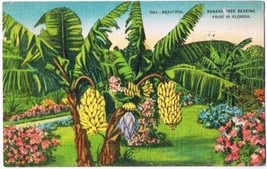 Florida Postcard St Petersburg Banana Tree Bearing Fruit - £2.82 GBP