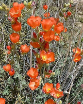 BPA 20 Seeds Apricot Desert Globemallow Mallow Sphaeralcea Ambigua Flower From U - £7.40 GBP