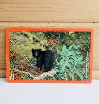 Black Bear Great Smokies Tennessee Linen Antique Postcard c1950s 3.5 x 5.5 - £12.50 GBP