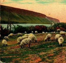 Sheep Raising In Eastern Oregon OR Columbia Gorge Vtg 1911 Vtg Postcard ... - $3.91