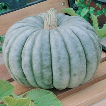 Jarrahdale Blue Pumpkin 5 Seeds Jarradale Queensland Cinderella DollFrom US  - $8.35