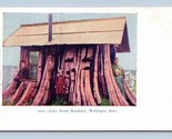 Darius Kinsey Cedar Stump House Everett Washington WA UNP UDB Postcard Q5 - £7.74 GBP