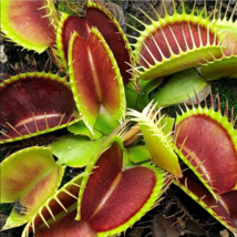25 Venus Flytrap Seeds Carnivorous Flower Plant From US - $9.00