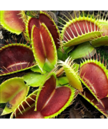 25 Venus Flytrap Seeds Carnivorous Flower Plant From US - $9.00