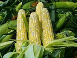 Corn, BI-COLOR, Butter N Sugar , Heirloom, Organic, Non Gmo, 100+ Seeds, - £5.52 GBP