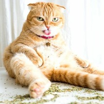 700 Catnip Herb Seeds - £14.07 GBP