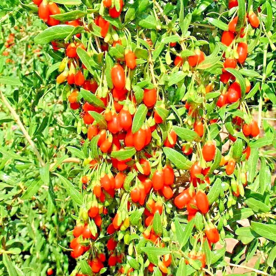 GOJI BERRY SPRING PERENNIAL NON-GMO CHINESE WOLFBERRY HARDY FRUIT 500+ S... - $7.99