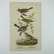 Bird Litho Print Tree Sparrow Snowflake Worm Eating &amp; Magnolia Warbler Antique - £16.02 GBP