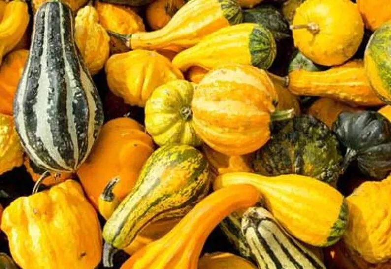 50 Miniature Ornamental Gourd Mix . Organic. . Ships Seeds – Bright &amp; Sh... - $65.81 MXN