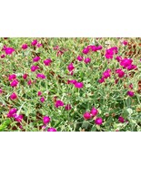 Rose Campion Flower Seeds Lambs Ear Magenta Pink Wildflowers Lychnis cor... - £7.29 GBP