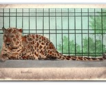 Panther in Cage UNP UDB Postcard U25 - $3.91